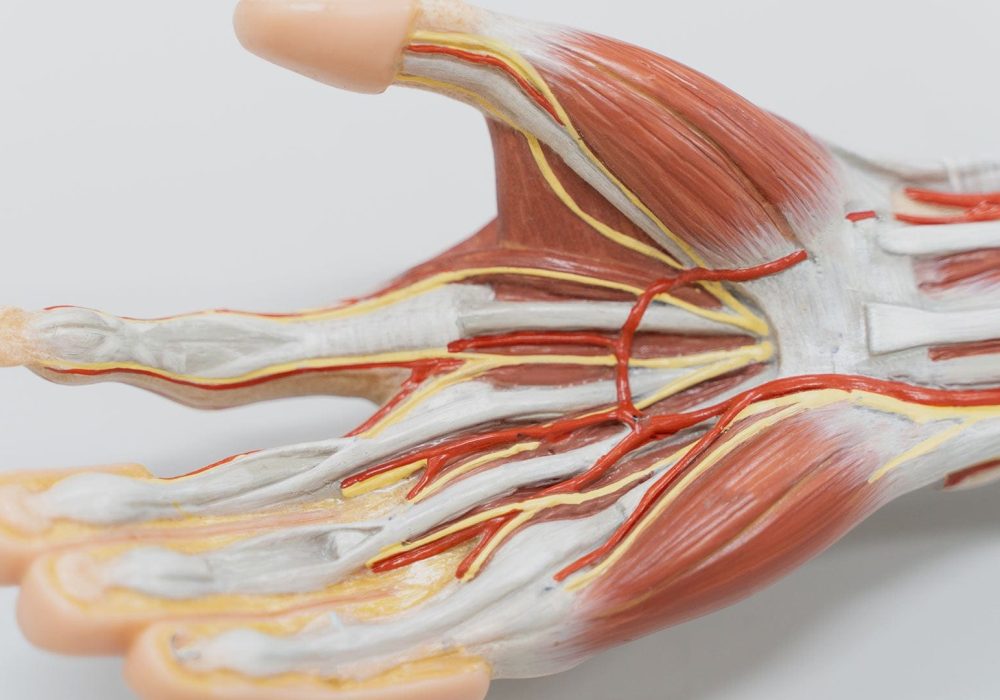00-Featured-anatomical-hand-model