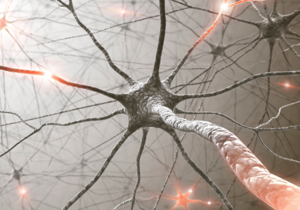 Nerve-system-1024x576